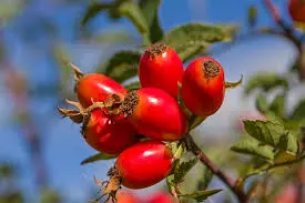 Rosehip